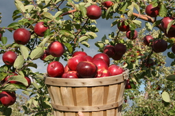 マサチューセッツ州はリンゴの収穫が豊富！食、イベントでリンゴづくし